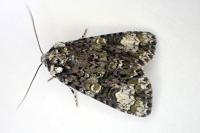 Craniophora ligustri