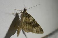Xanthorhoe fluctuata