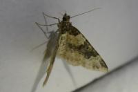 Xanthorhoe fluctuata