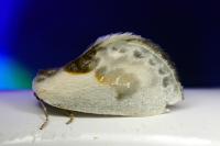 Cilix glaucata