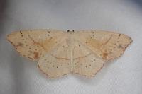 Cyclophora punctaria