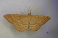 Idaea ochrata