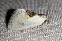 Cilix glaucata