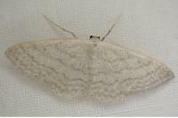 Idaea subsericeata