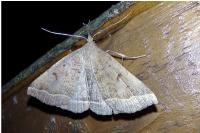 Zanclognatha lunalis
