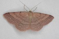 Scopula rubiginata