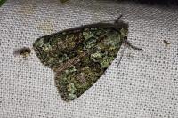 Cryphia algae