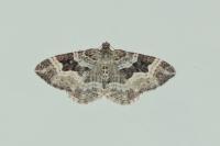 Epirrhoe alternata