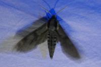 Hyloicus pinastri
