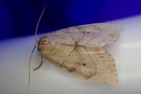 Cosmia trapezina