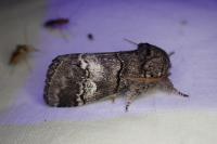 Drymonia querna