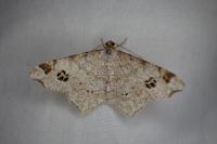 Macaria notata