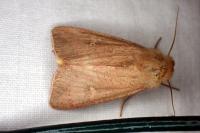 Mythimna ferrago