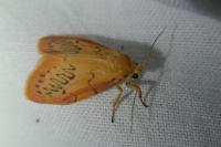 Miltochrista miniata