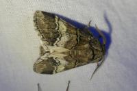 Drymonia querna