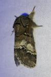 Drymonia querna
