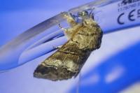 Drymonia querna