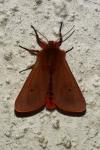 Phragmatobia fuliginosa
