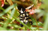 Arctia villica