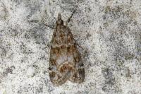 Eudonia mercurella