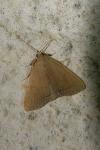 Herminia tarsipennalis