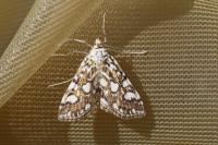 Elophila nymphaeata