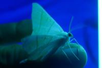 Ourapteryx sambucaria
