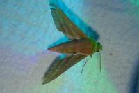 Deilephila elpenor