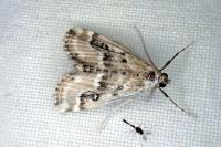 Parapoynx stratiotata