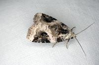 Pseudeustrotia candidula