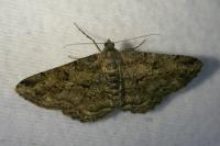 Peribatodes rhomboidaria rhomboidaria