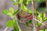 Phytometra viridaria