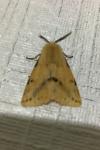 Spilarctia lutea