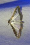 Cydalima perspectalis