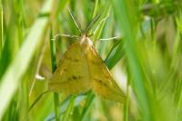 Aspitates ochrearia