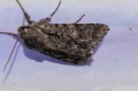 Acronicta auricoma