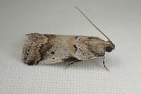 Acrobasis glaucella/fallouella