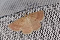 Aplasta ononaria