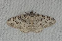 Catarhoe putridaria