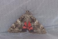 Catocala promissa