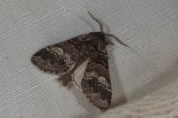 Drymonia querna