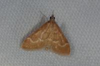 Ecpyrrhorrhoe diffusalis