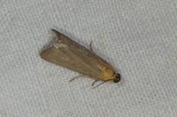 Eurhodope cirrigerella