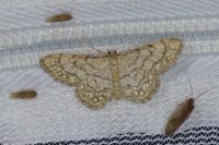 Idaea moniliata