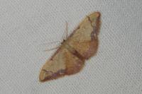 Idaea ostrinaria