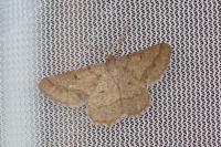Isturgia murinaria