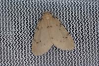 Paidia rica