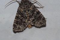 Hadena filograna