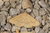 Paracolax tristalis