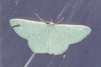 Phaiogramma etruscaria